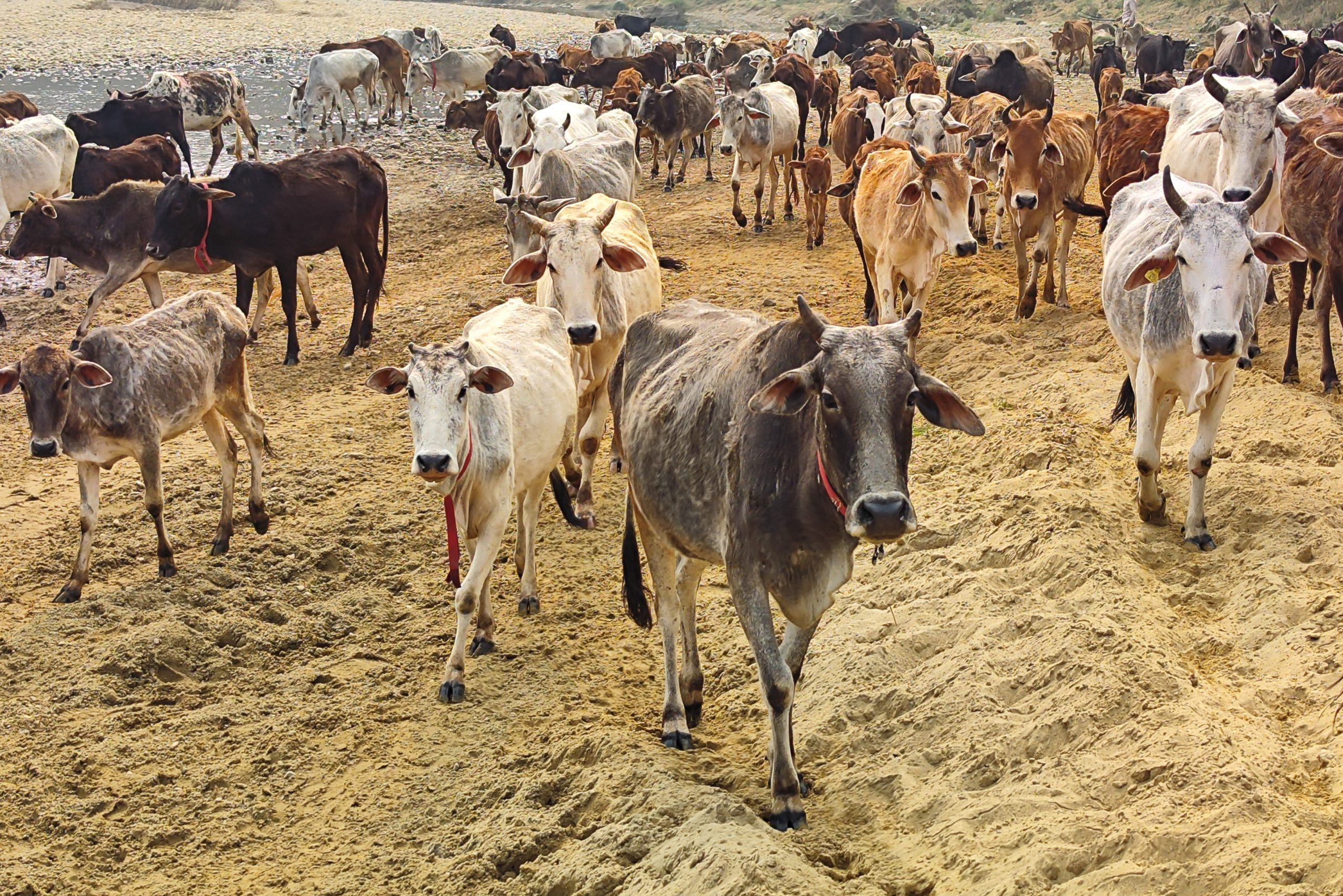 Die heiligen Kühe in Nepal